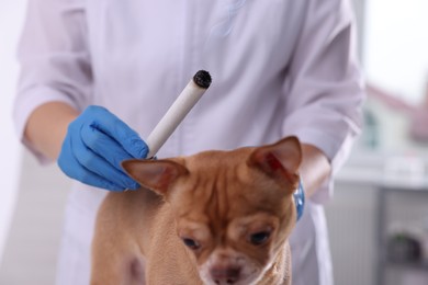 Photo of Veterinary holding moxa stick near dog in clinic, closeup. Animal acupuncture treatment