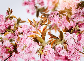 Image of Beautiful sakura tree branches with delicate pink flowers 