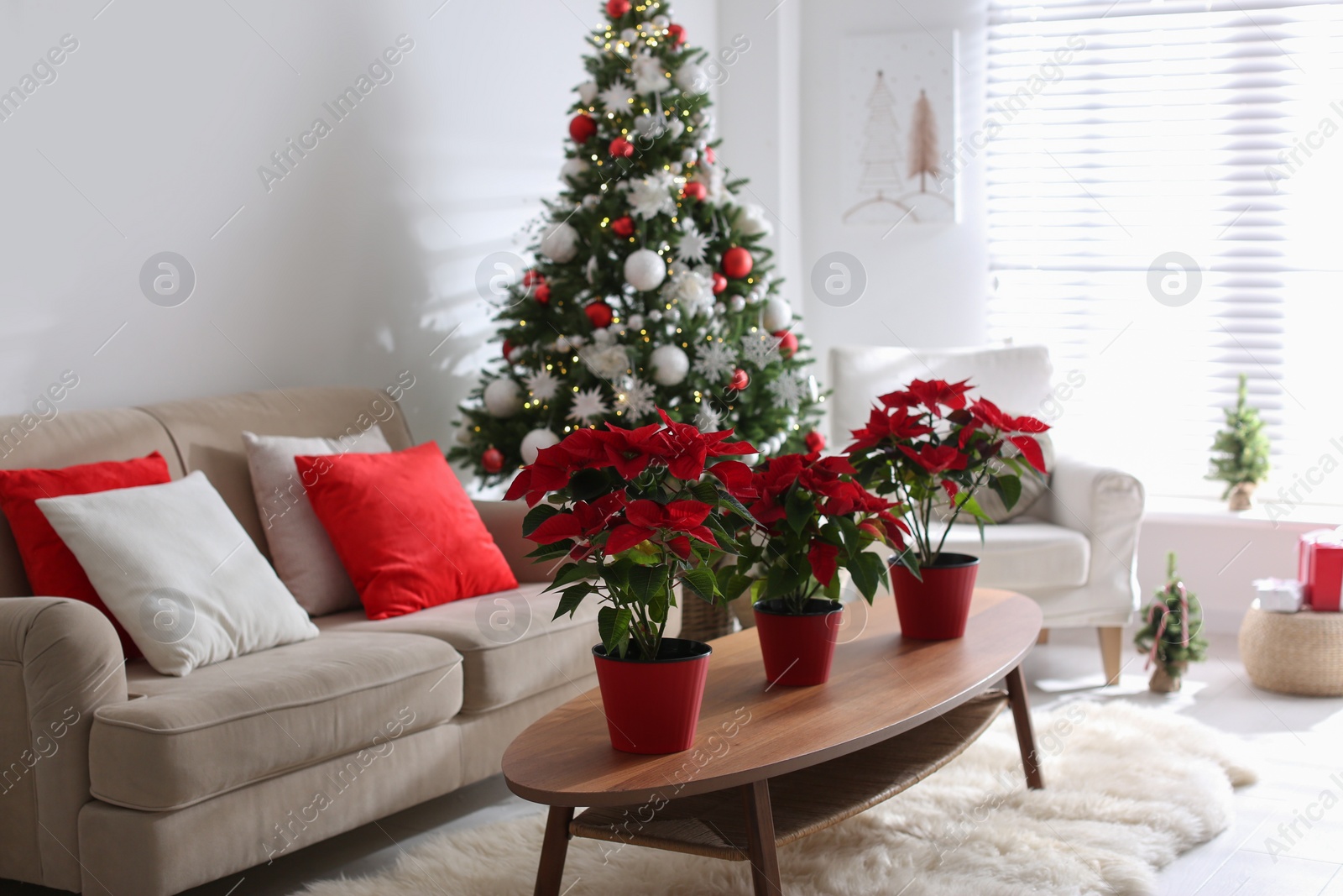Photo of Beautiful poinsettia on wooden table in living room. Traditional Christmas flowers