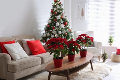 Photo of Beautiful poinsettia on wooden table in living room. Traditional Christmas flowers