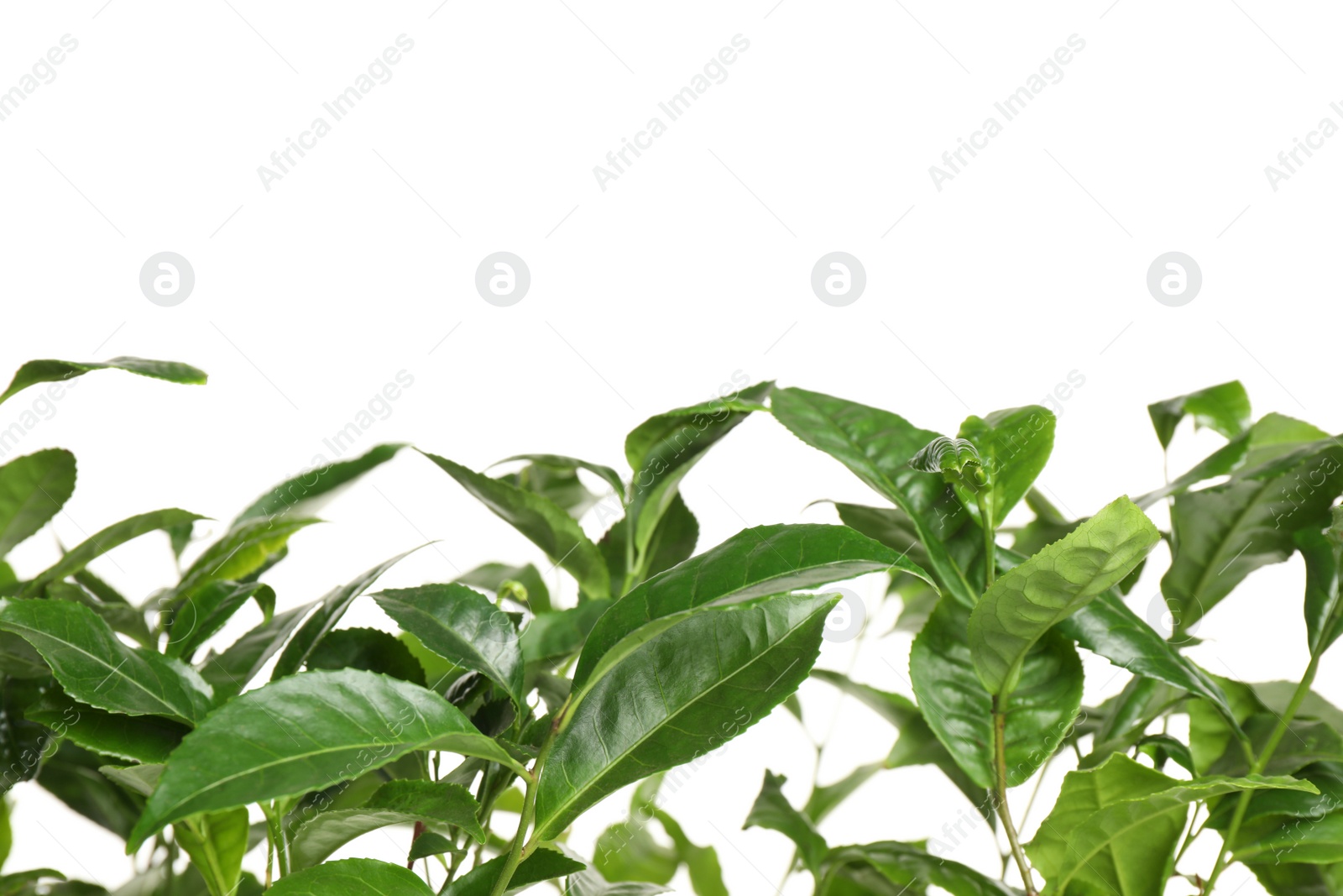 Photo of Green leaves of tea plant on white background