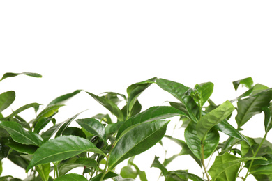 Green leaves of tea plant on white background