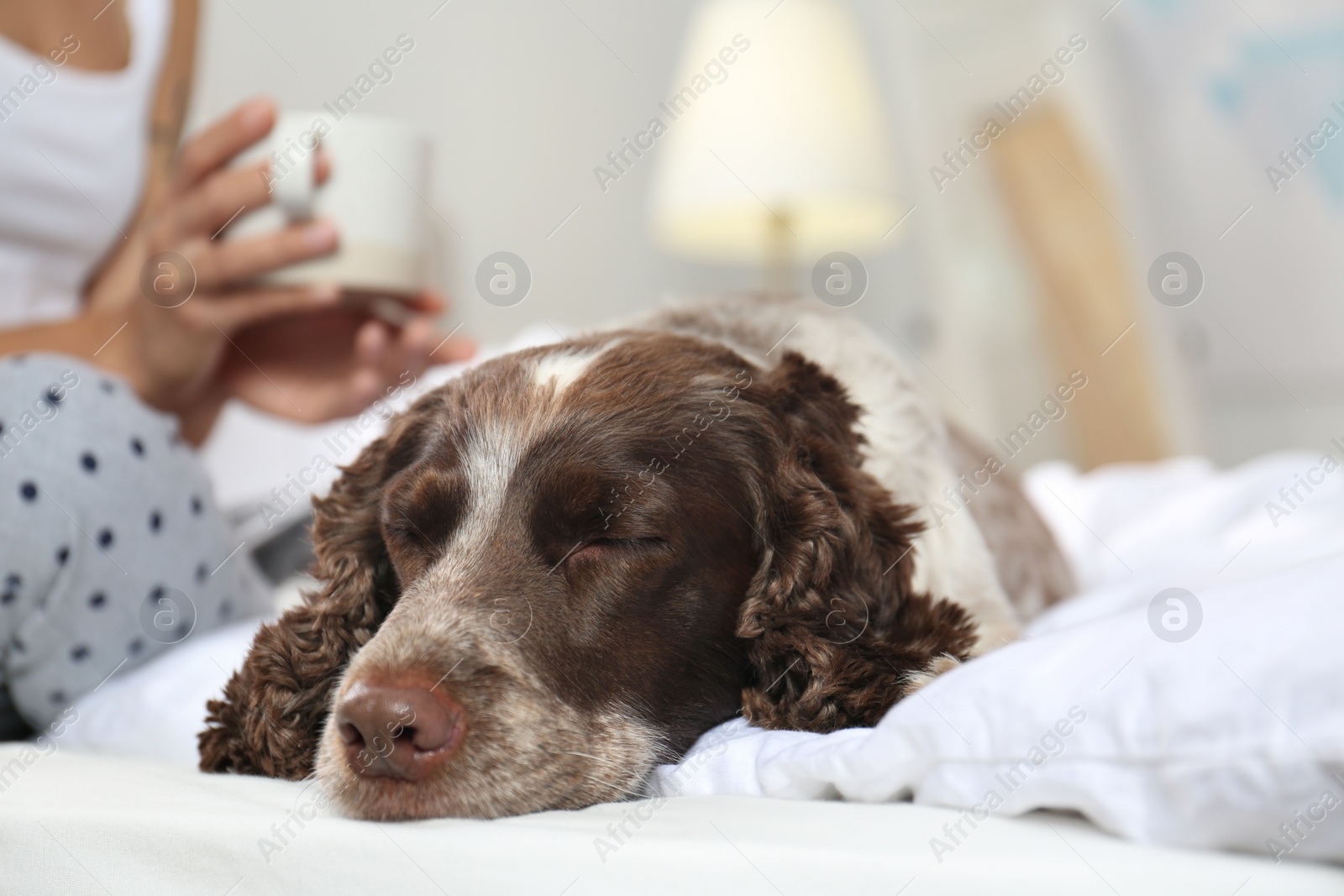 Photo of Adorable Russian Spaniel with owner on bed, closeup view