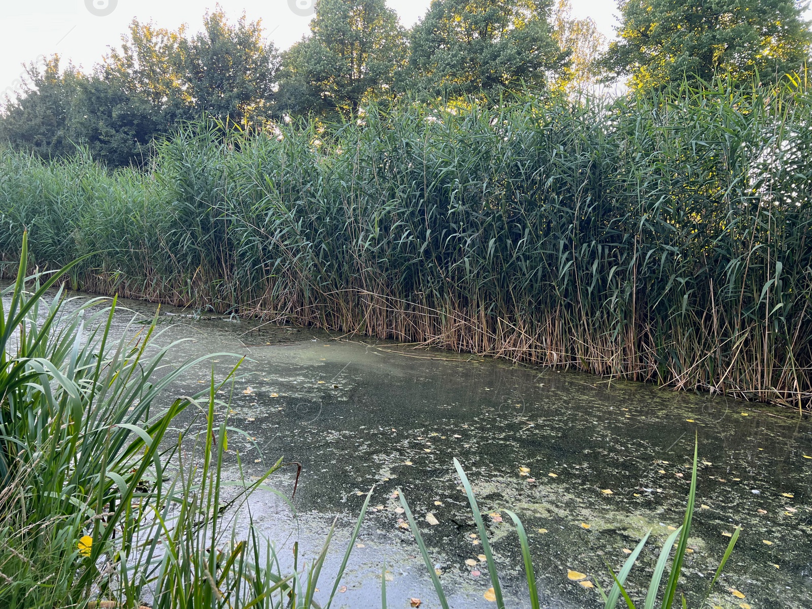 Photo of Picturesque view of beautiful green reed and pond