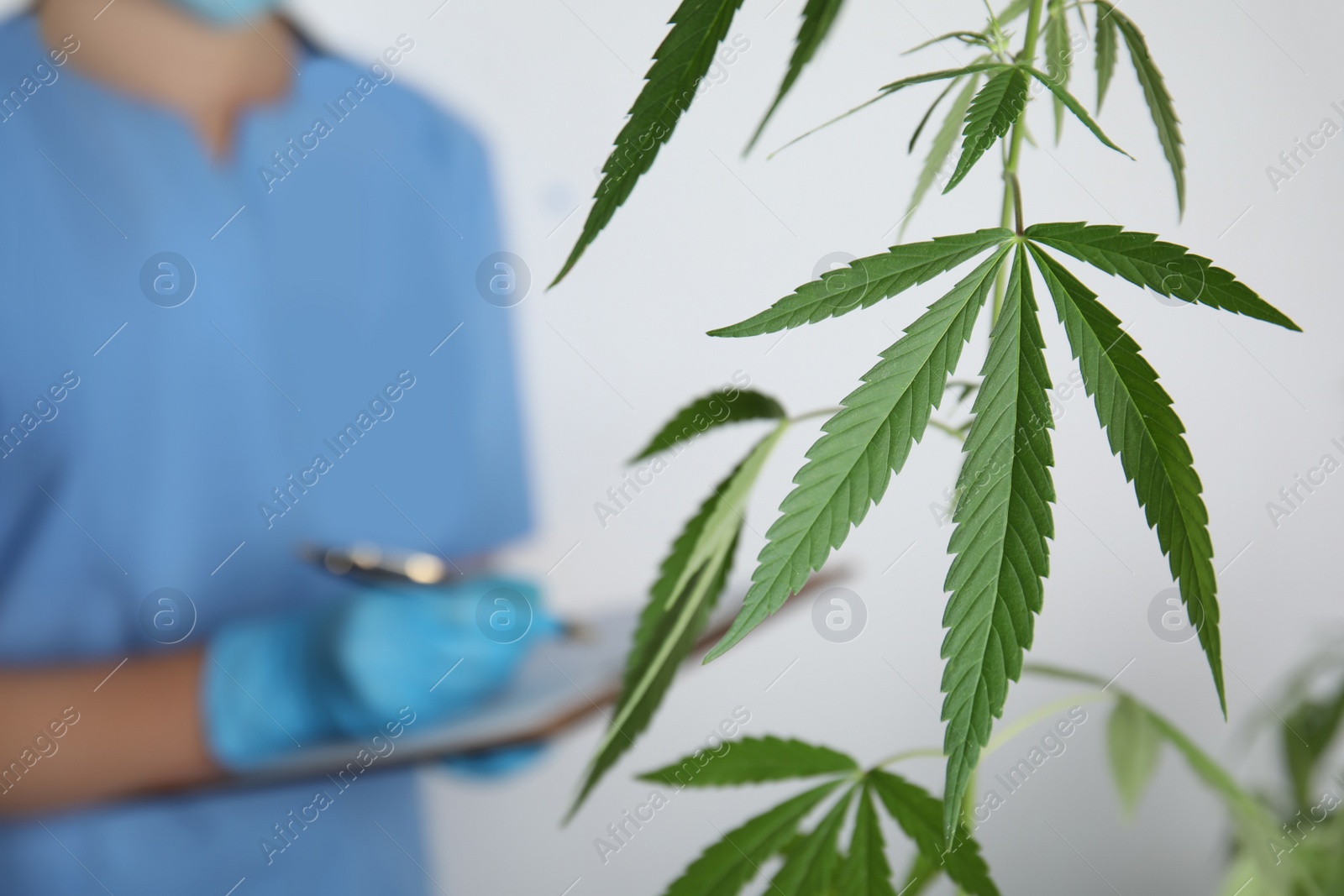 Photo of Doctor working in laboratory, focus on leaves. Medical cannabis