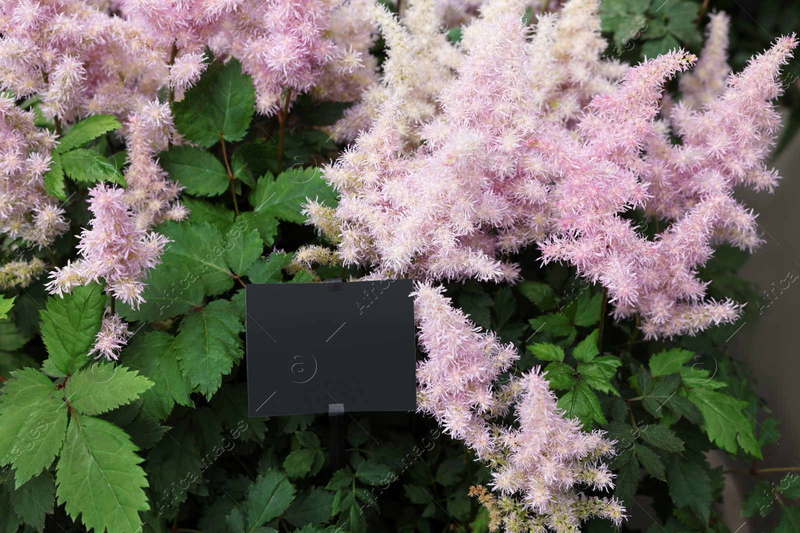 Photo of Beautiful Astilbe plant with pink flowers, closeup view