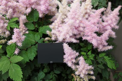 Beautiful Astilbe plant with pink flowers, closeup view