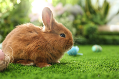 Adorable fluffy bunny and Easter eggs on green grass