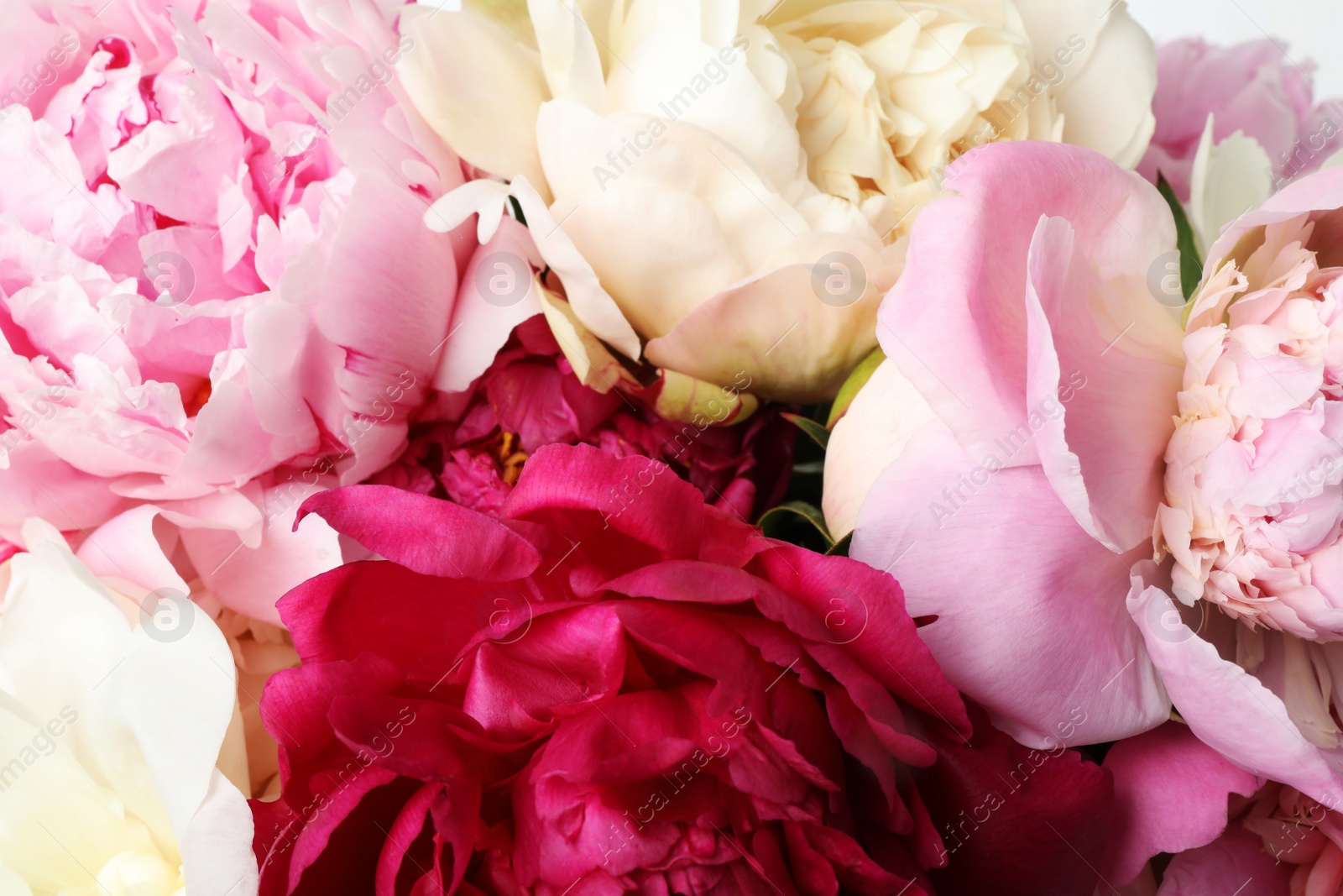 Photo of Closeup view of beautiful fresh peony flowers