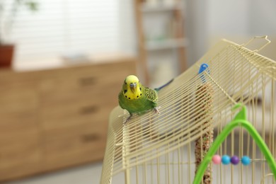 Photo of Pet parrot. Beautiful budgerigar siting on cage indoors, space for text