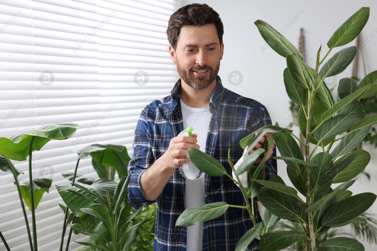 Photo of Man spraying beautiful potted houseplants with water indoors