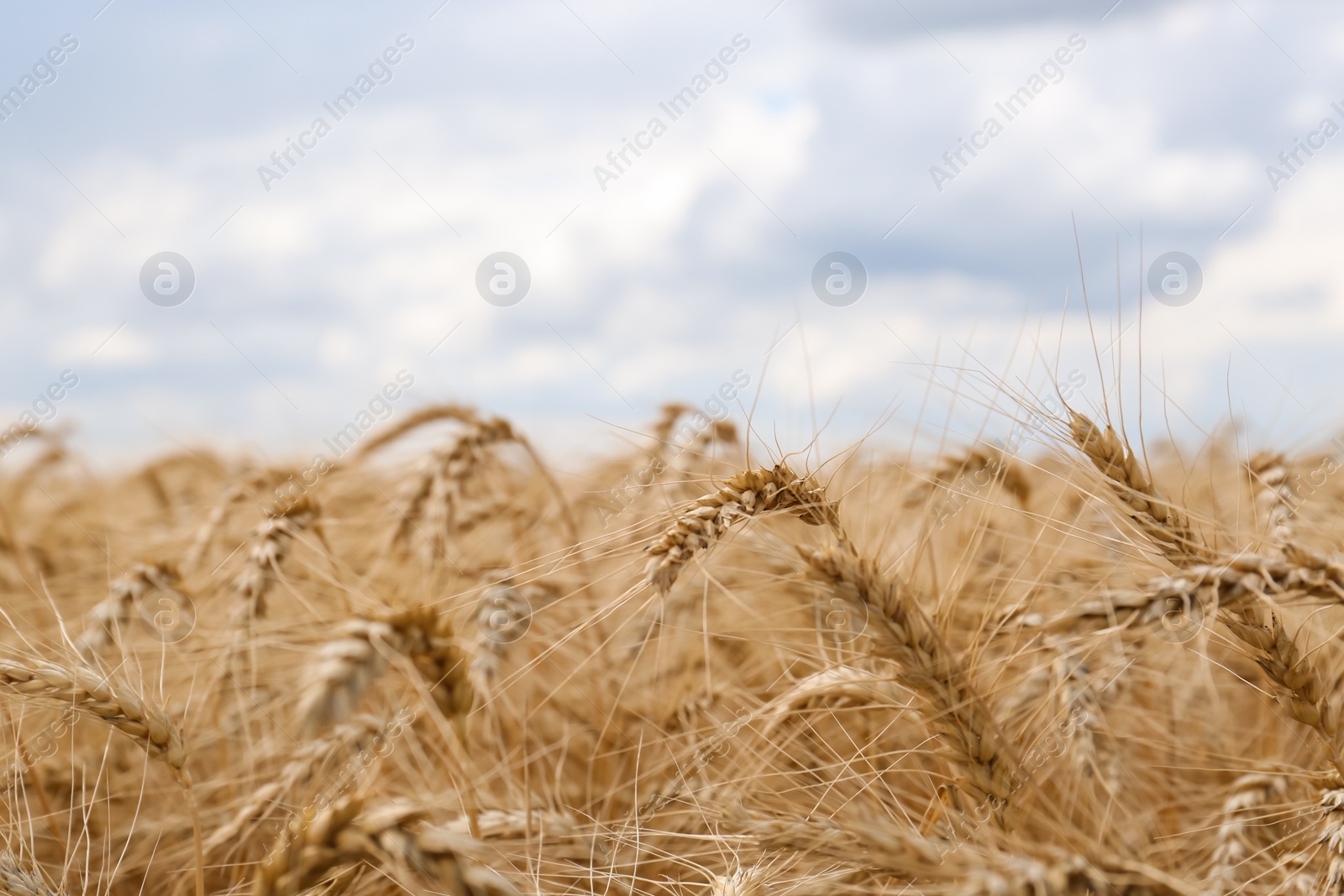 Photo of Ripe wheat spikes in agricultural field, closeup