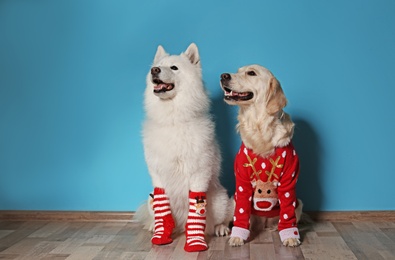 Cute Labrador Retriever in Christmas sweater and Samoyed dog with socks on floor
