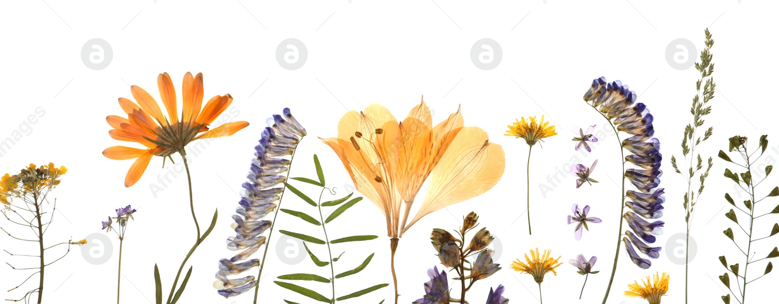 Photo of Wild dried meadow flowers on white background, top view