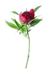 Photo of Beautiful red peony with leaves isolated on white