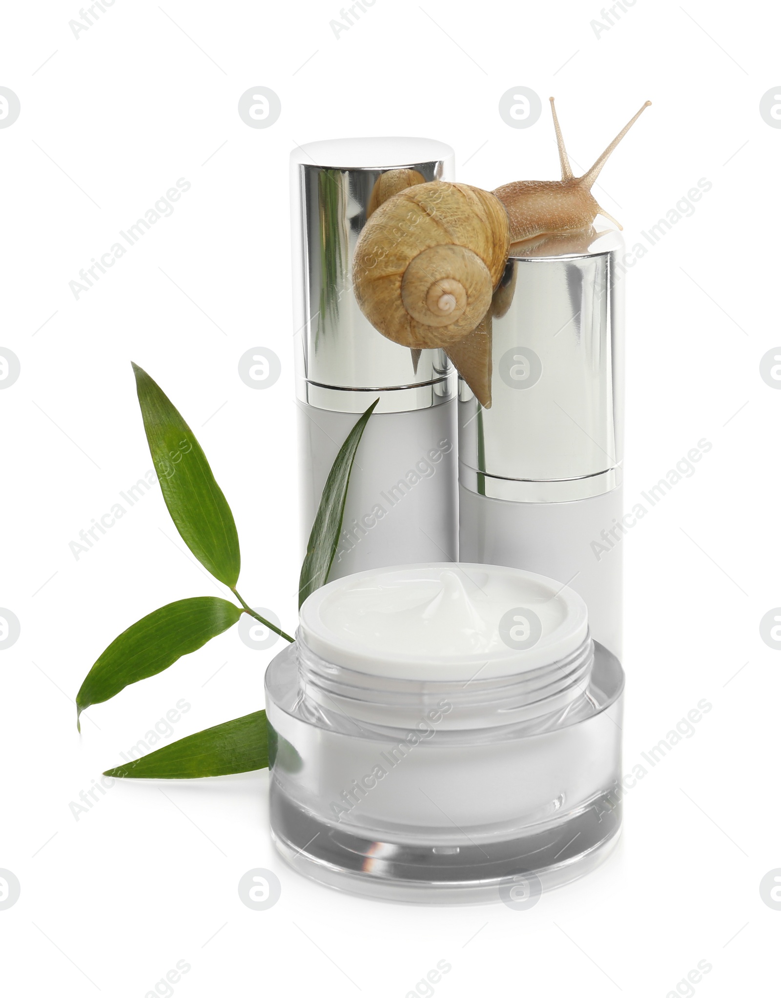 Photo of Snail, cosmetic products and green leaves isolated in white