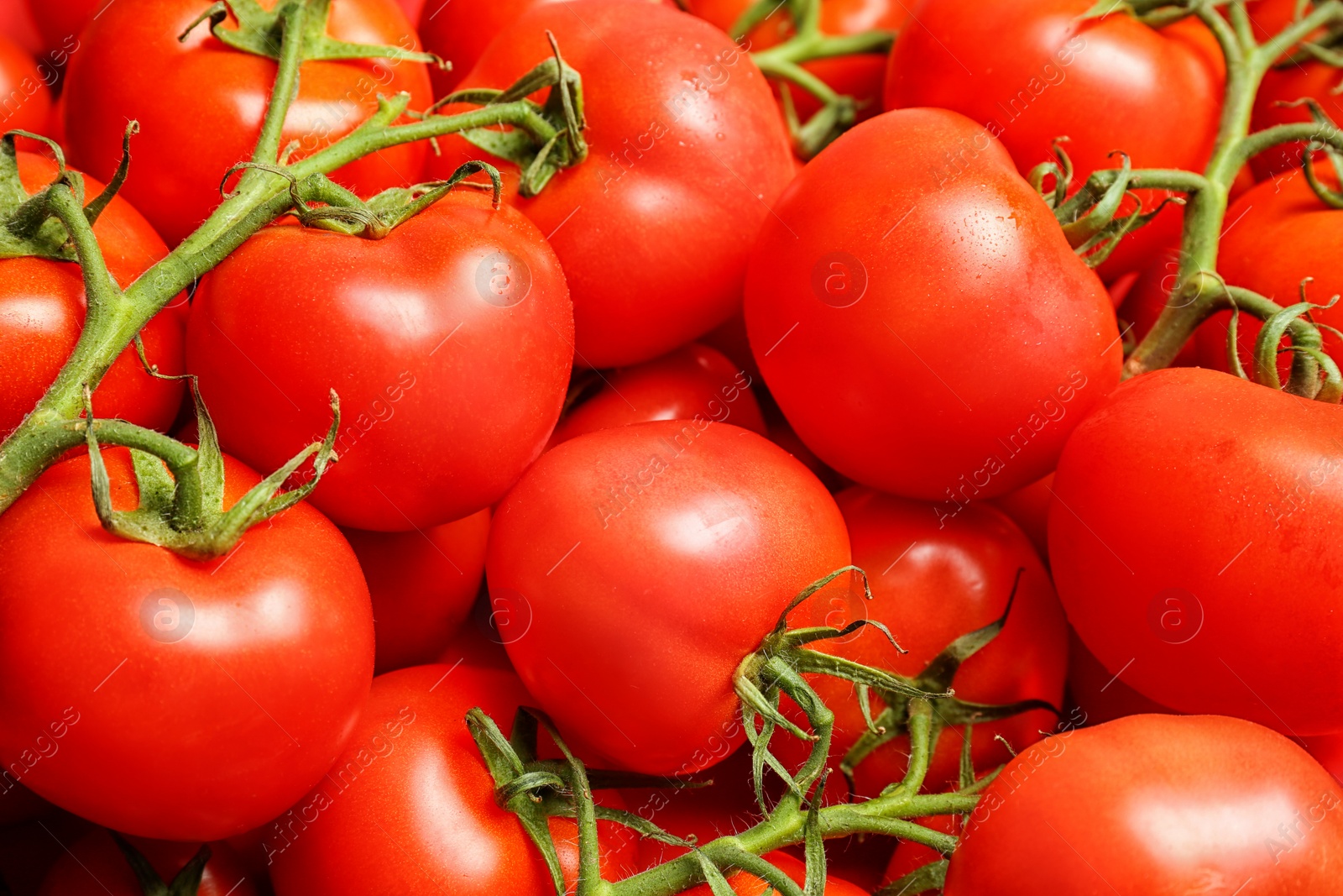 Photo of Many fresh ripe tomatoes as background, closeup