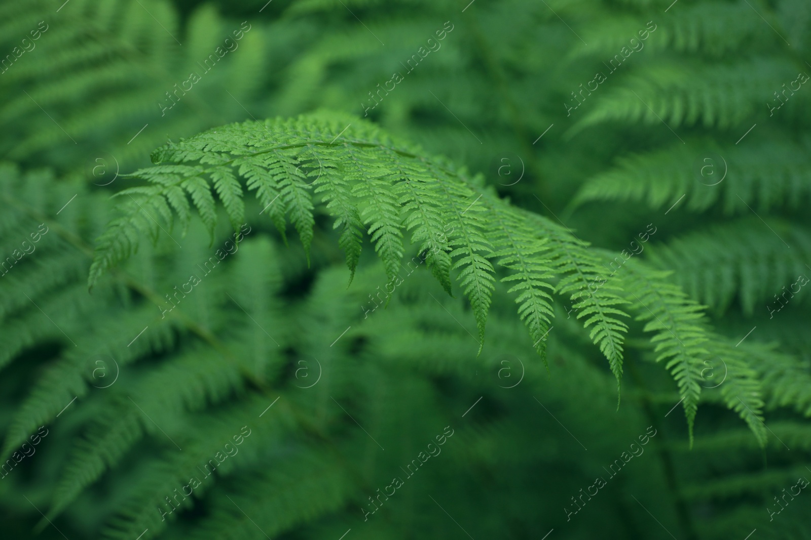 Photo of Beautiful fern leaves outdoors, closeup. Tropical plant