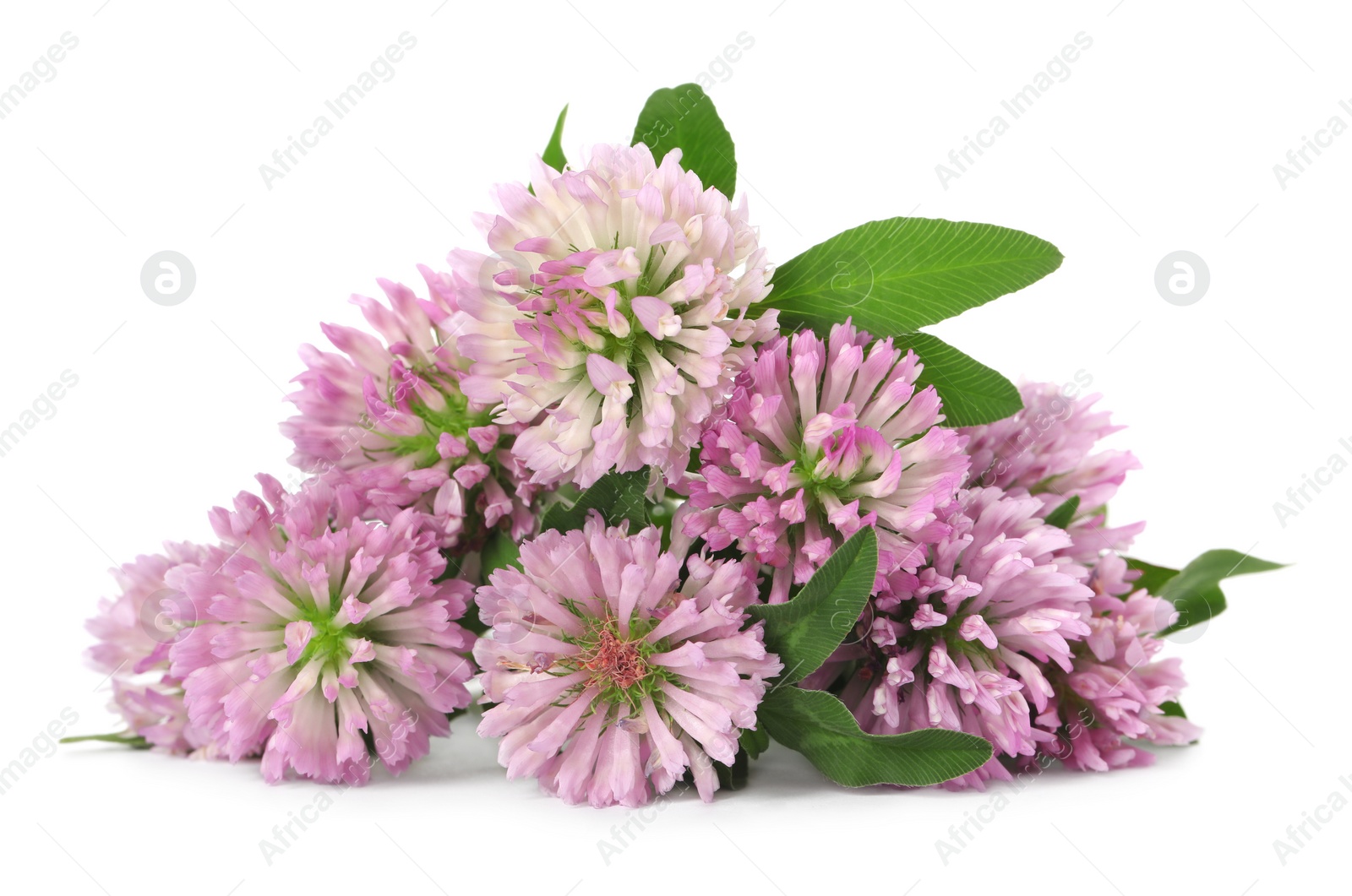 Photo of Beautiful blooming clover flowers on white background