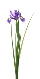 Beautiful iris isolated on white. Spring flower