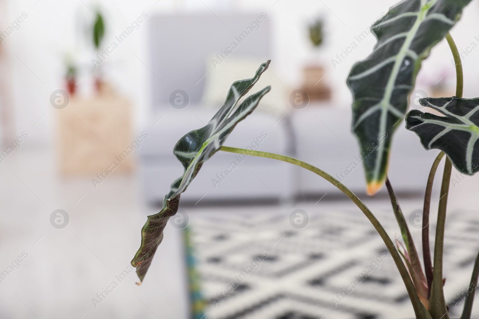 Photo of Beautiful plant and blurred room on background, space for text. Trendy home interior