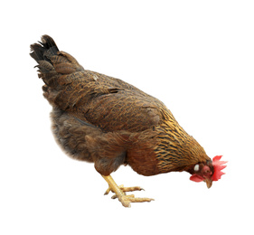 Image of Beautiful chicken on white background. Domestic animal