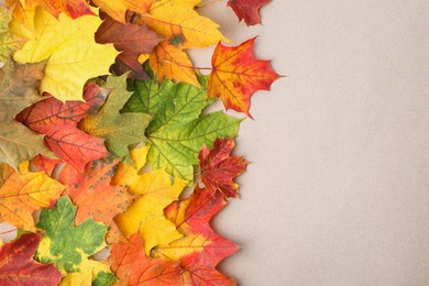 Autumn season. Colorful maple leaves on light grey background, flat lay with space for text
