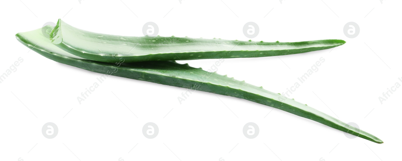 Photo of Green aloe vera leaves isolated on white