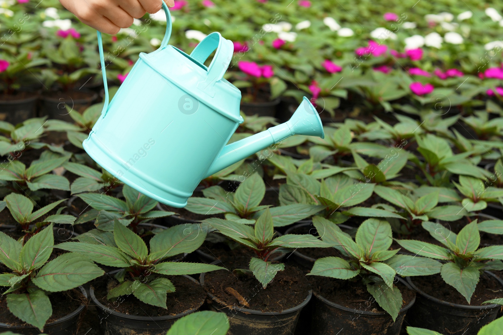 Photo of Woman watering fresh growing seedlings in greenhouse, closeup. Space for text