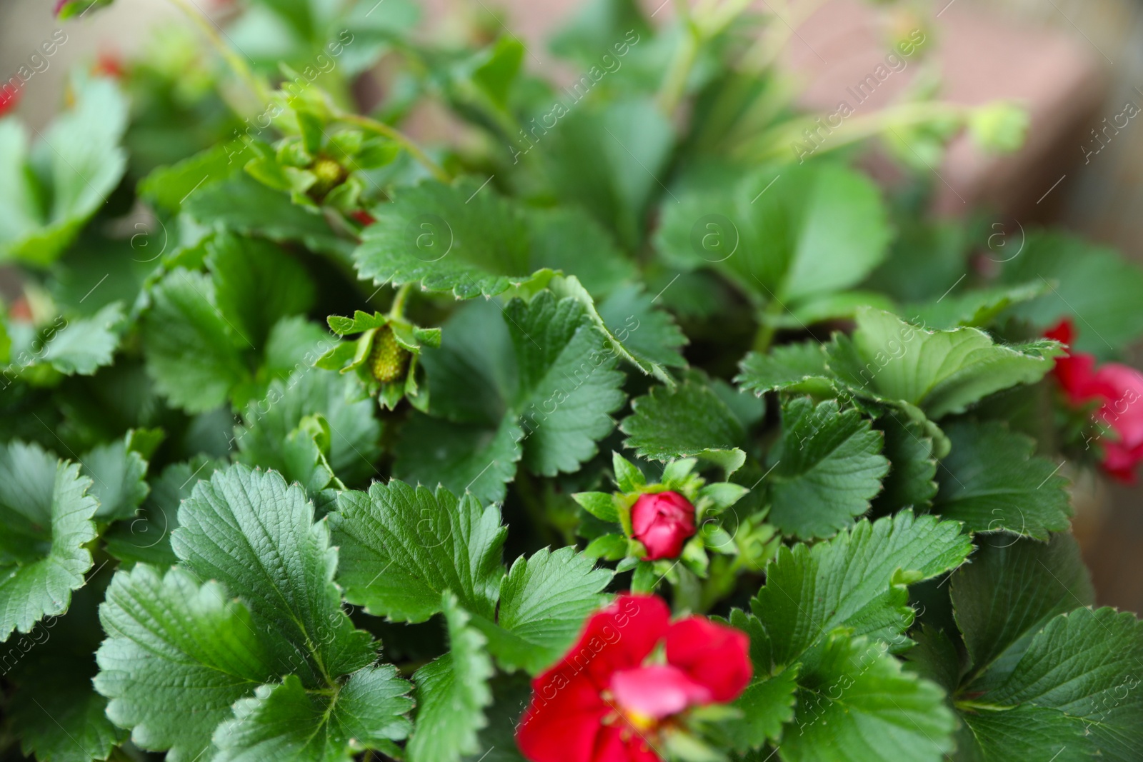 Photo of Beautiful strawberry plant with red flower and green leaves, closeup