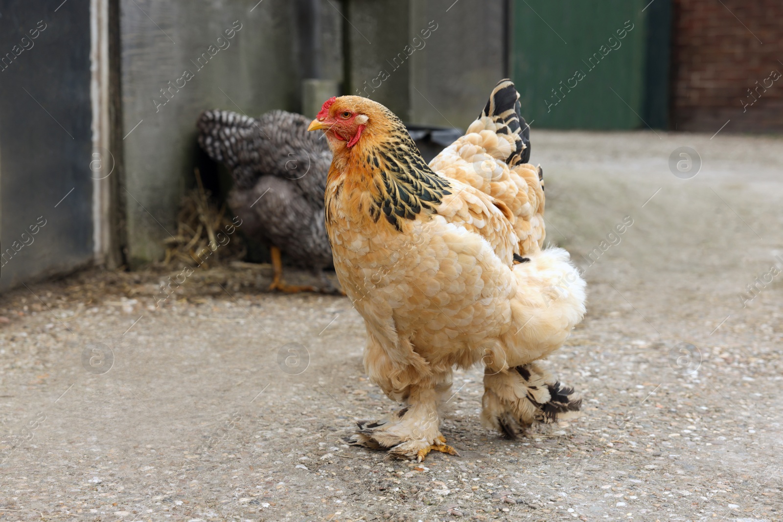 Photo of Beautiful colorful chickens in yard. Domestic animal