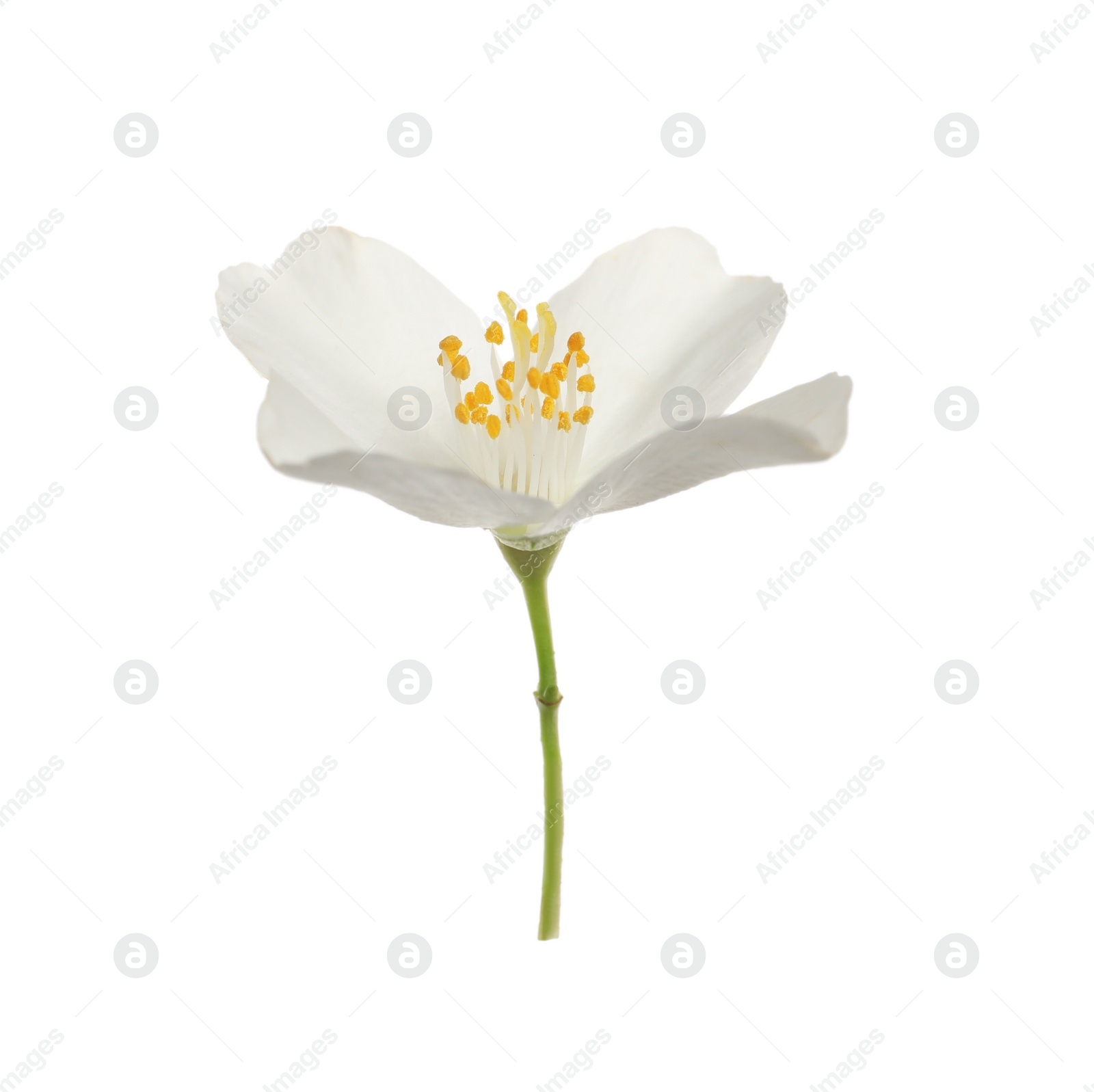 Photo of Beautiful flower of jasmine plant isolated on white