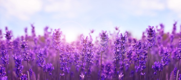 Image of Beautiful lavender field, closeup. Banner design  