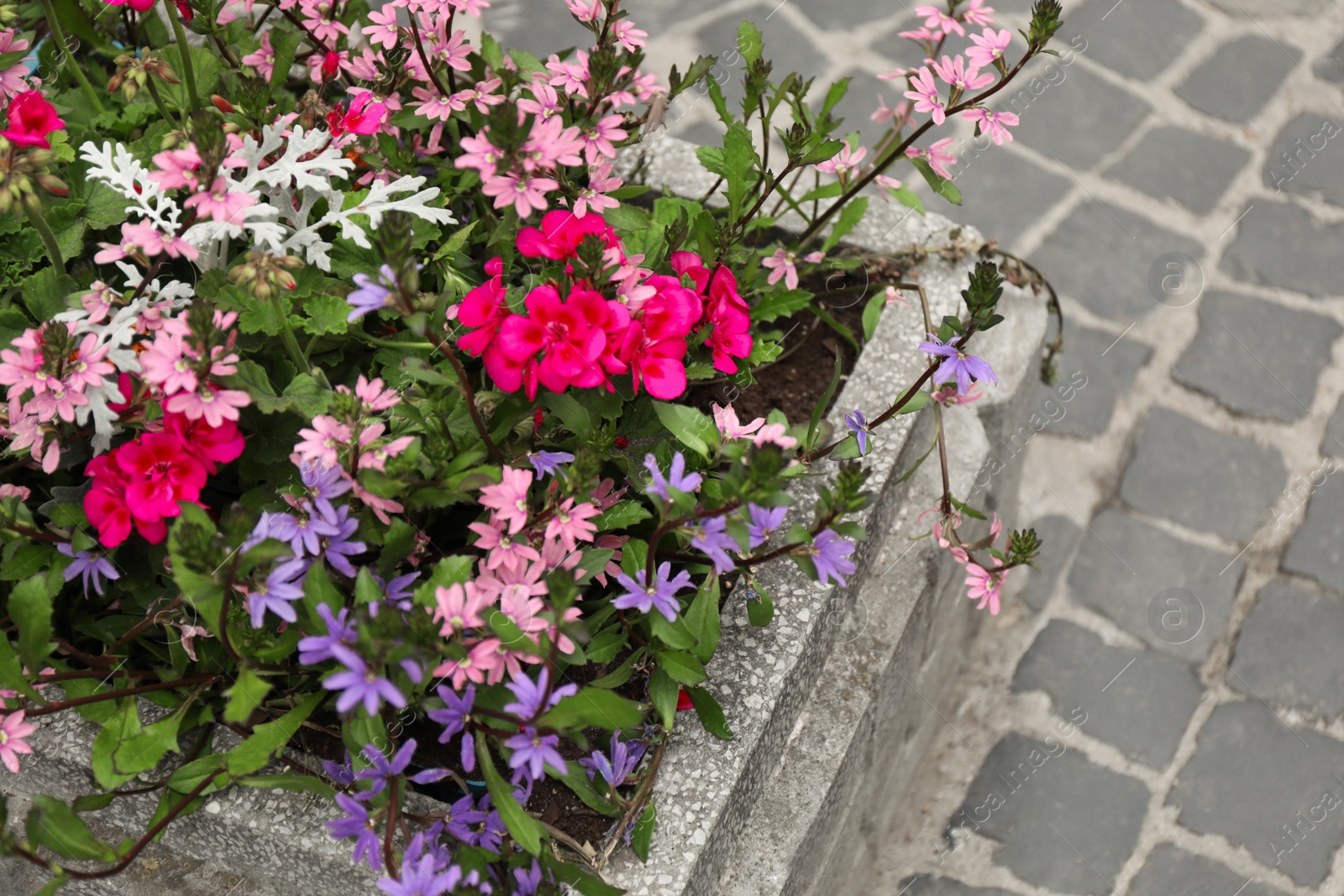 Photo of Beautiful flowers in stone plant pot outdoors, above view