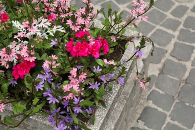 Beautiful flowers in stone plant pot outdoors, above view