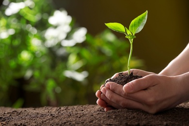 Woman holding young green seedling in soil against blurred background, closeup with space for text
