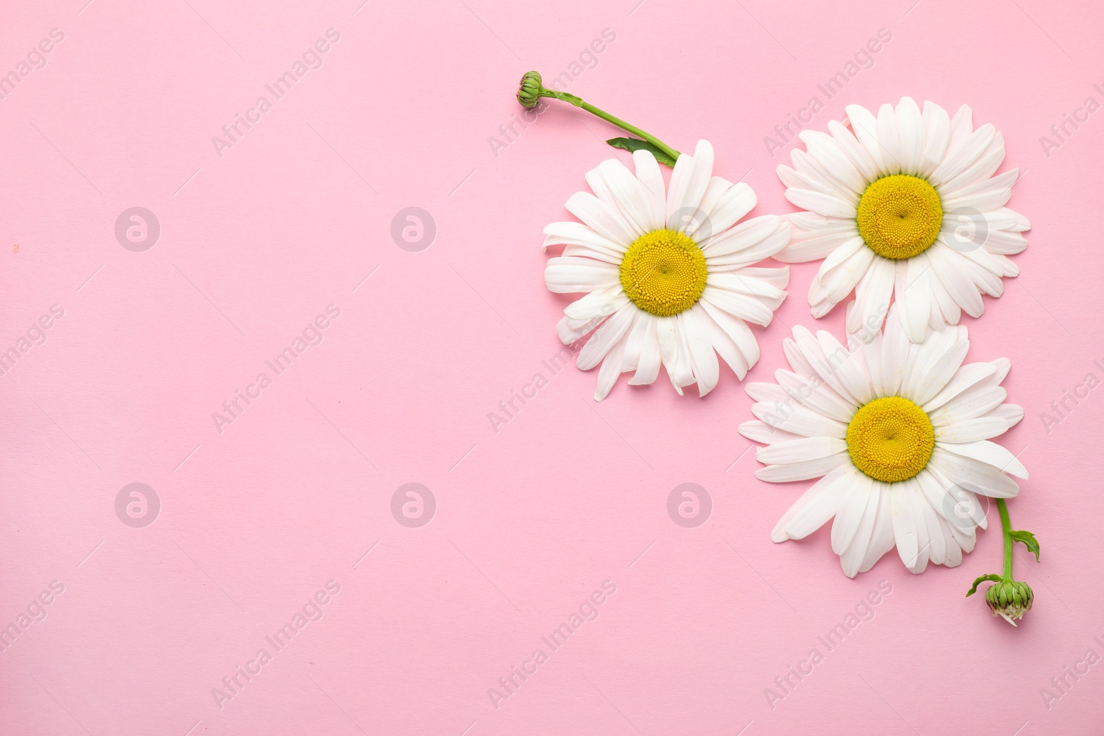 Image of Layout with beautiful chamomile flowers on pink background, top view. Space for text