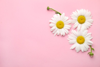 Image of Layout with beautiful chamomile flowers on pink background, top view. Space for text