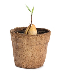 Avocado pit with sprout in pot on white background