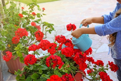 Little girl watering red flowers on backyard, closeup. Home gardening