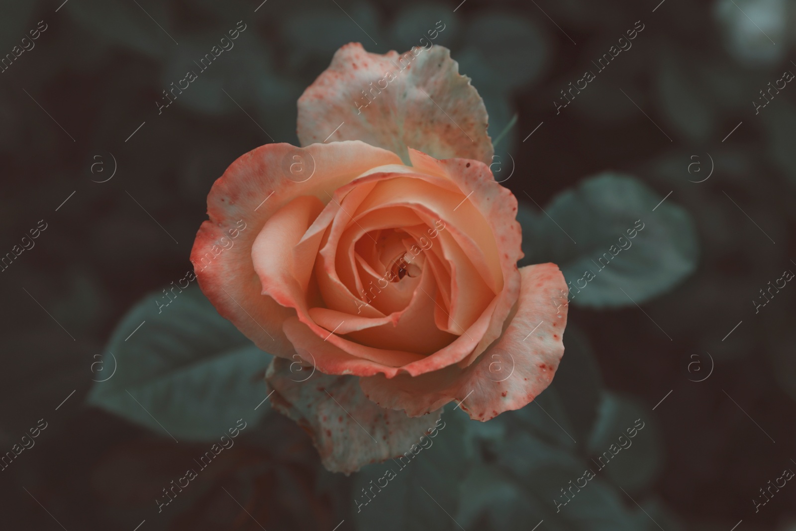 Image of Beautiful blooming pink rose on bush outdoors