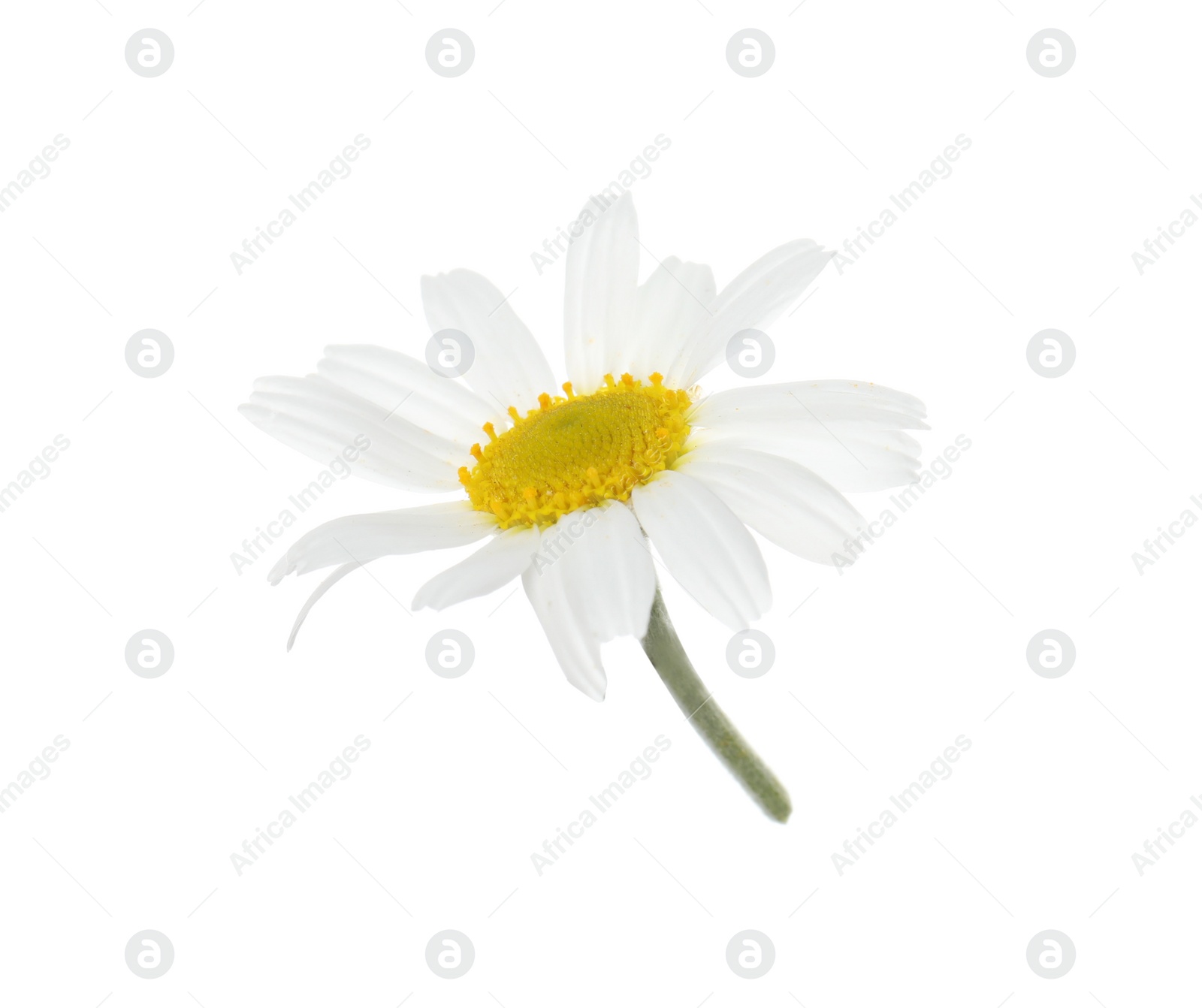 Photo of Blooming chamomile isolated on white. Beautiful flower