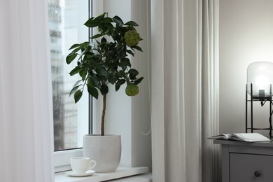 Potted bergamot tree with ripe fruits on window sill in room