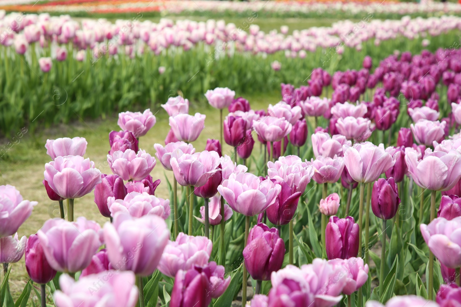 Photo of Beautiful colorful tulip flowers growing in field