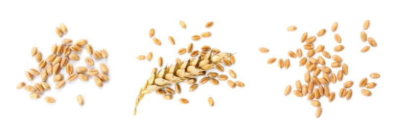 Image of Set with wheat grains on white background, top view. Banner design