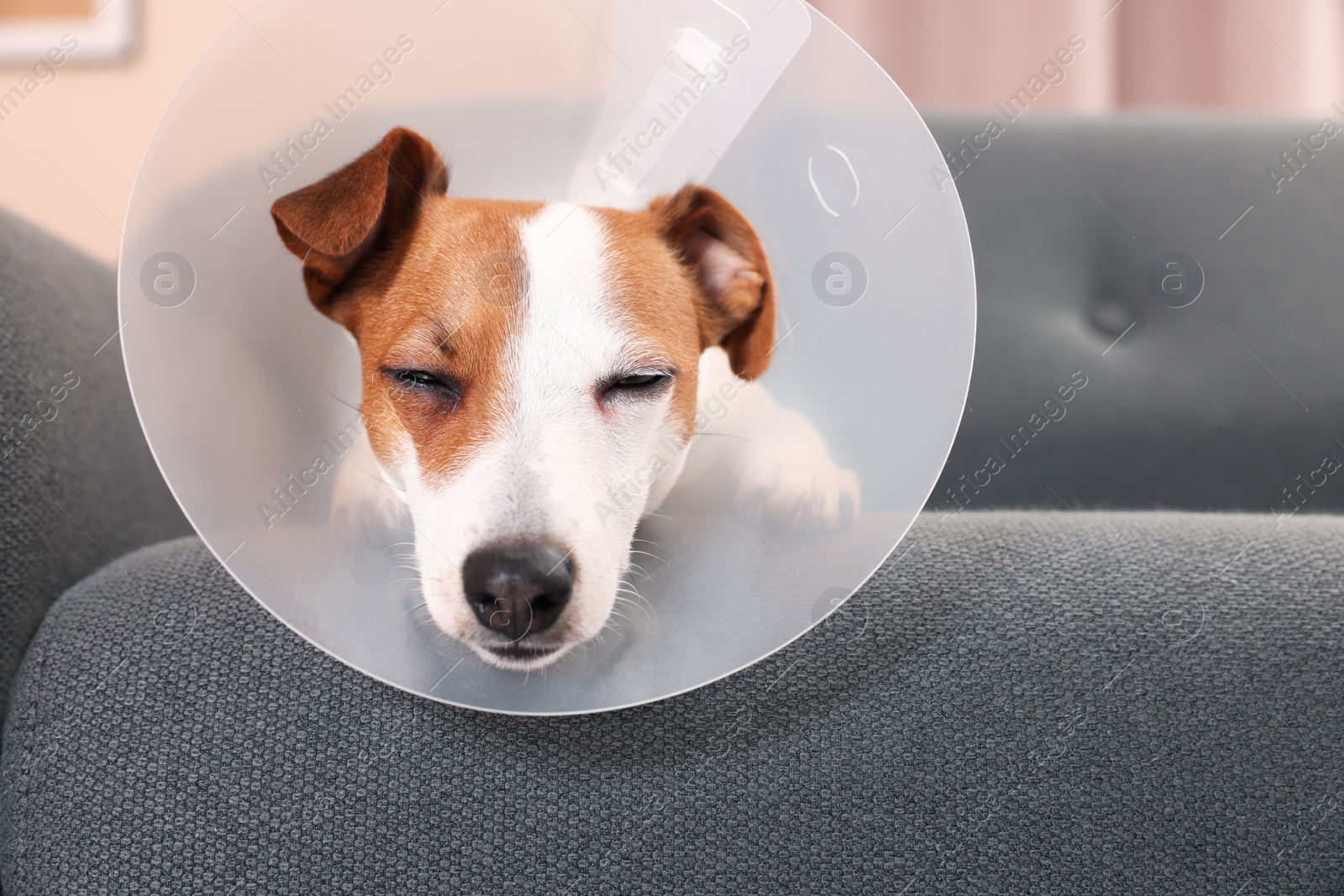 Photo of Cute Jack Russell Terrier dog in medical plastic collar sleeping on sofa indoors