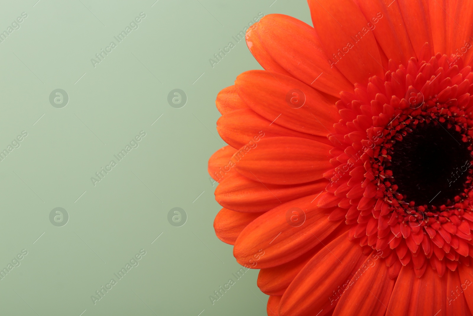 Photo of Beautiful red gerbera flower on pale green background, top view. Space for text