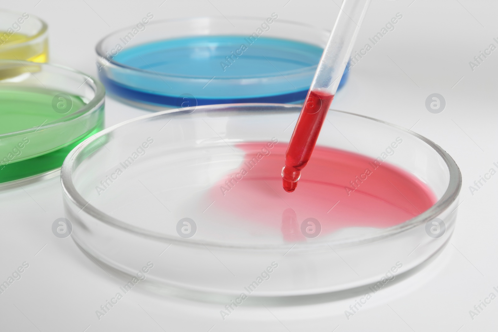 Photo of Dripping red liquid into Petri dish on white background, closeup