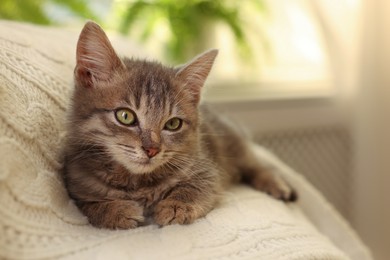 Photo of Cute grey kitten on white blanket at home. Adorable pet