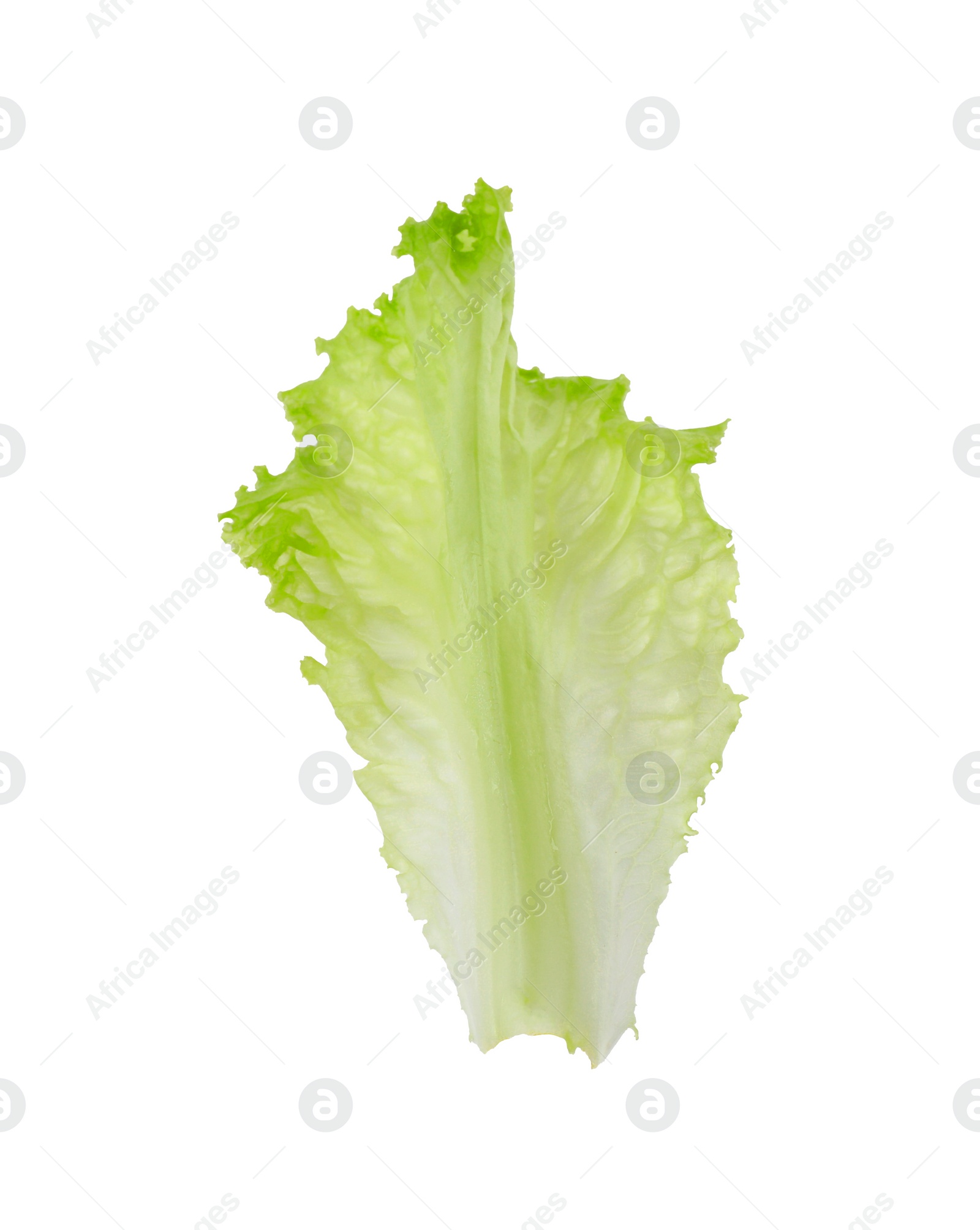 Photo of One green lettuce leaf isolated on white. Salad greens